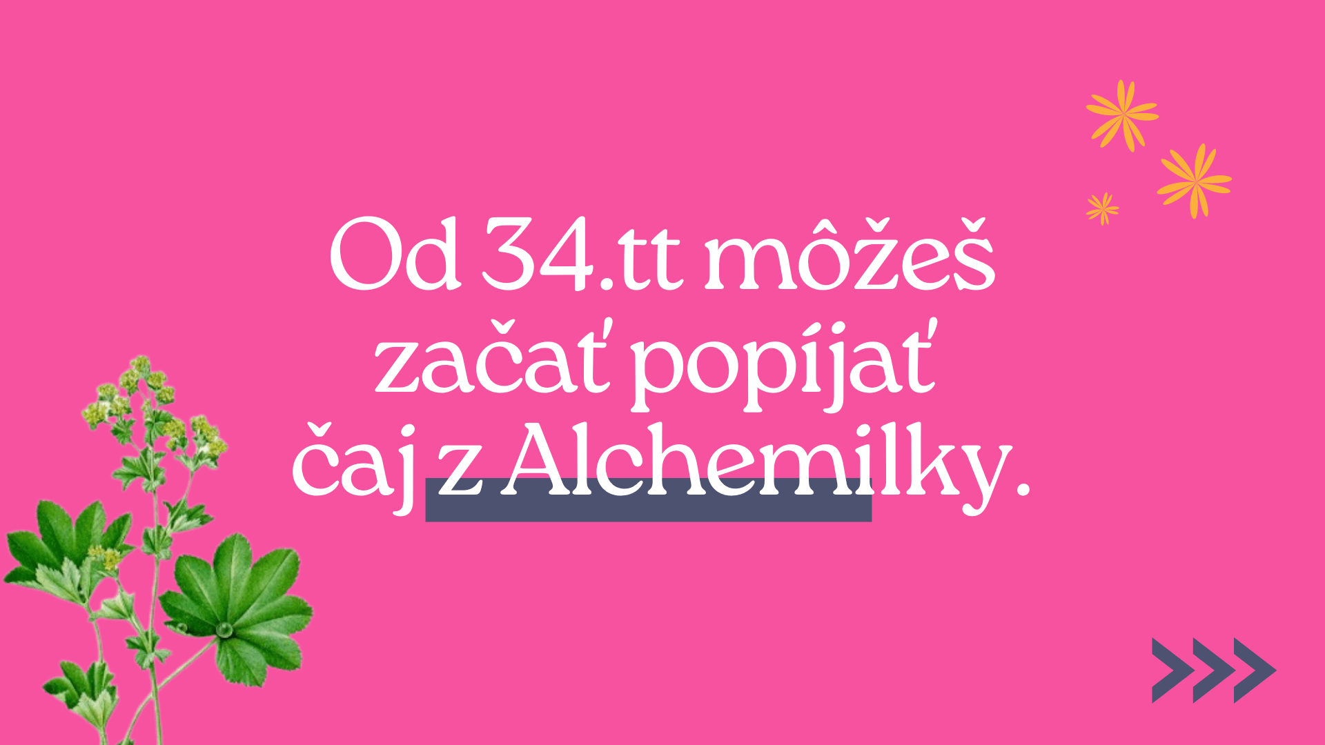 Alchemilka pred pôrodom